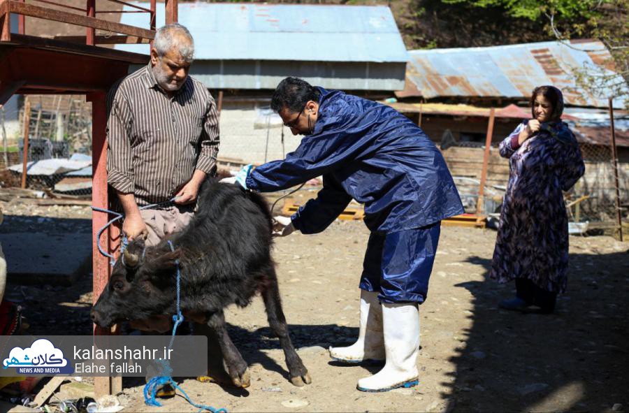 گزارش تصویری واکسیناسیون رایگان دام و طیور در ۲ روستای ماسال 